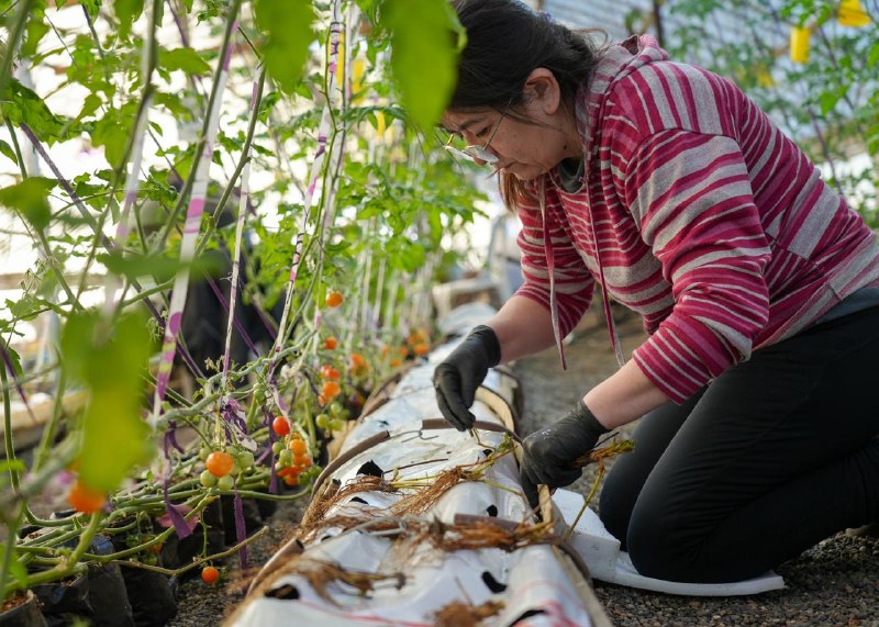 RÍO GRANDE AVANZA EN LA PRODUCCIÓN LOCAL DE FRUTILLAS