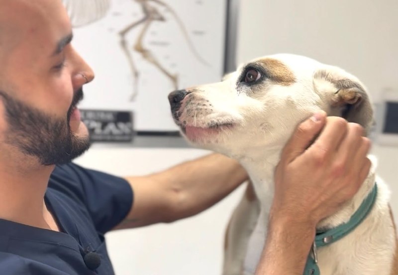 TIERRA DEL FUEGO REFUERZA LA PREVENCIÓN DE LA RABIA CON VACUNACIÓN GRATUITA PARA PERROS Y GATOS