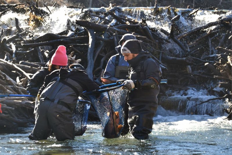 TIERRA DEL FUEGO TRABAJA EN EL REPOBLAMIENTO DE RÍOS Y LAGOS PARA LA TEMPORADA DE PESCA DEPORTIVA