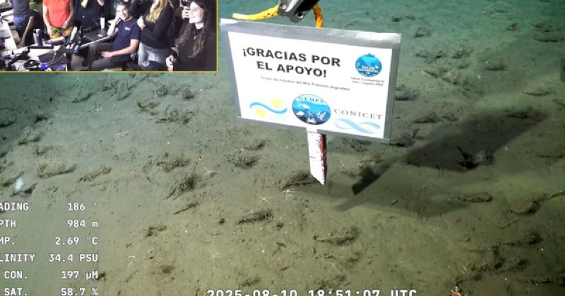 Descubren 57 nuevas especies marinas en el cañón submarino Mar del Plata