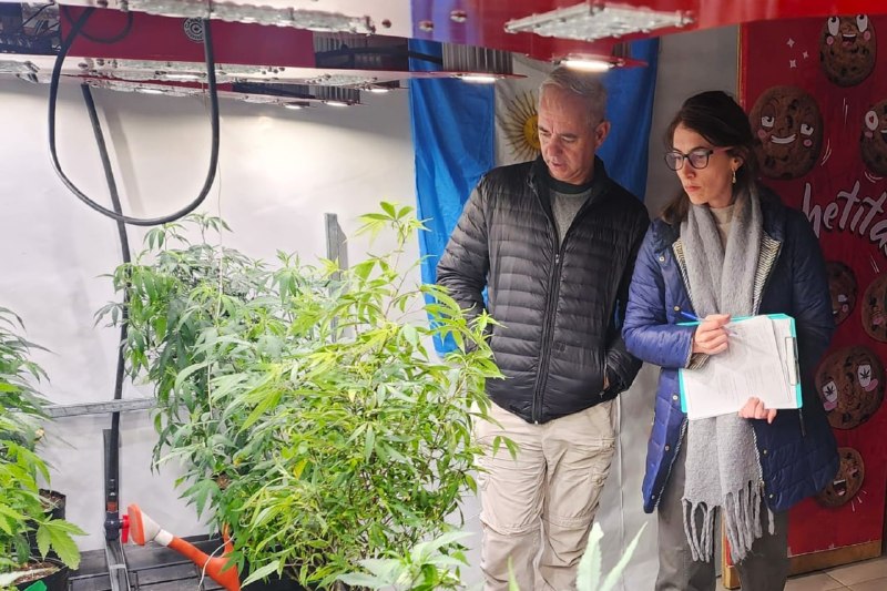 DESTACAN EL NIVEL TÉCNICO Y EL POTENCIAL DEL CULTIVO FUEGUINO DE CANNABIS MEDICINAL