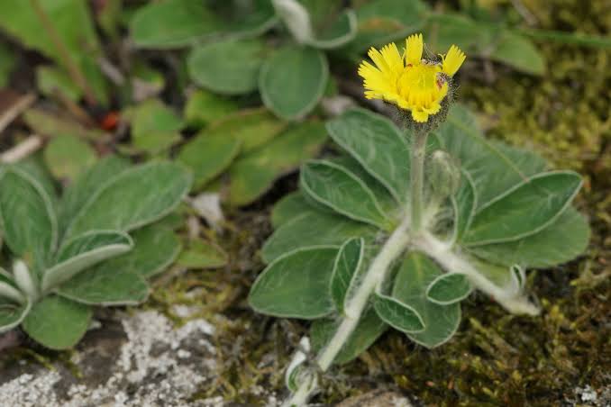 BIOTECNOLOGÍA Y BIOECONOMÍA: INNOVACIÓN PARA AMPLIAR LA MATRIZ PRODUCTIVA FUEGUINA